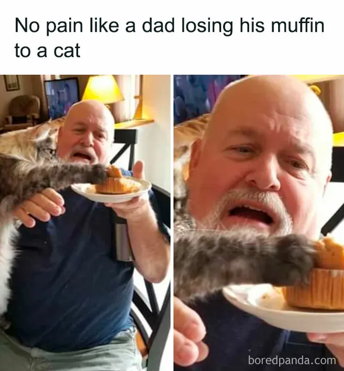50 Times Cats Proved They’re The Masters Of Meme-Full Moments, As Seen On This IG Page