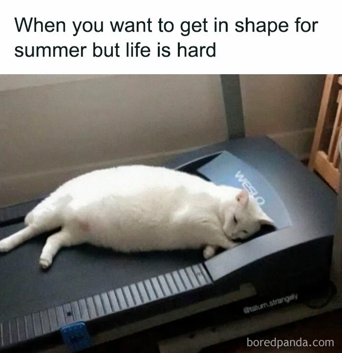 50 Times Cats Proved They’re The Masters Of Meme-Full Moments, As Seen On This IG Page