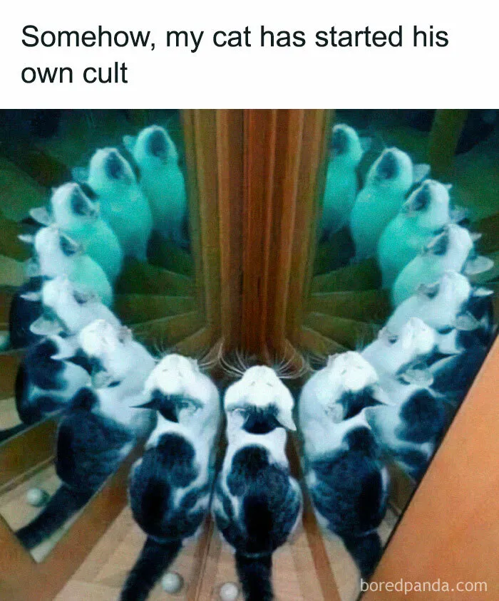 50 Times Cats Proved They’re The Masters Of Meme-Full Moments, As Seen On This IG Page