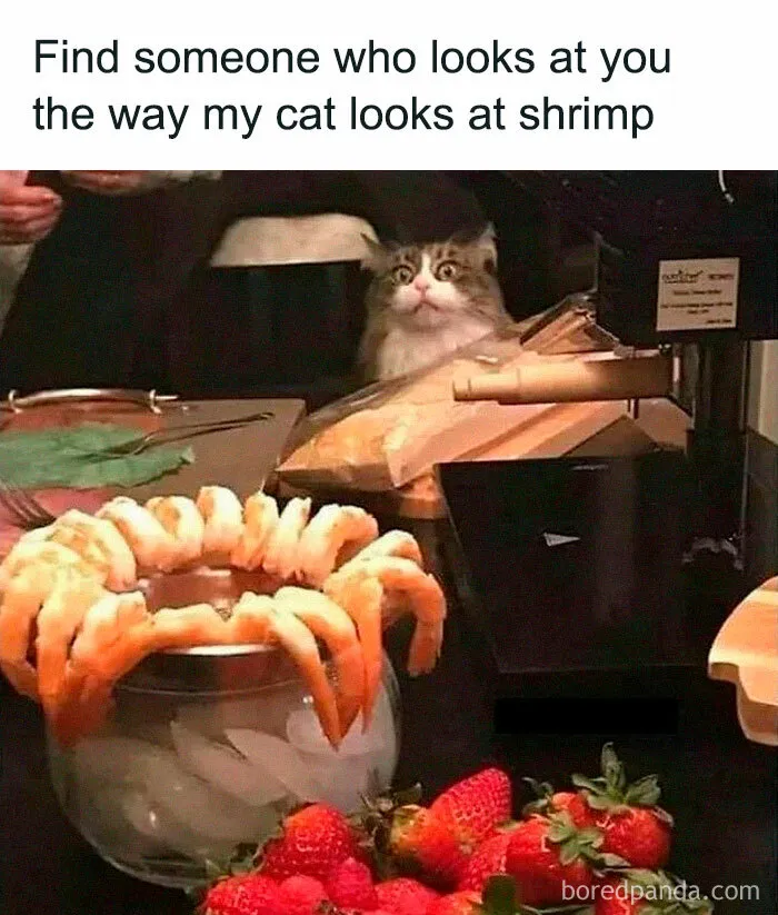 50 Times Cats Proved They’re The Masters Of Meme-Full Moments, As Seen On This IG Page