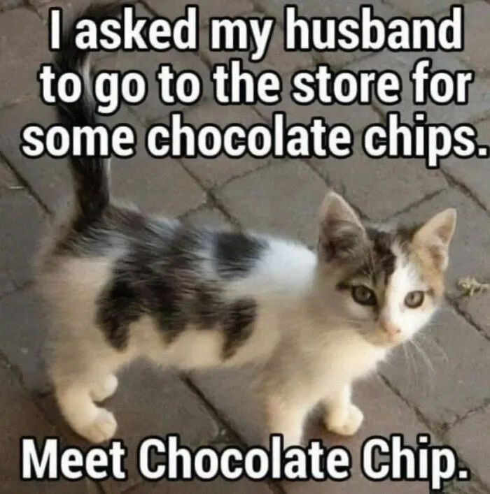 50 Times Cats Proved They’re The Masters Of Meme-Full Moments, As Seen On This IG Page