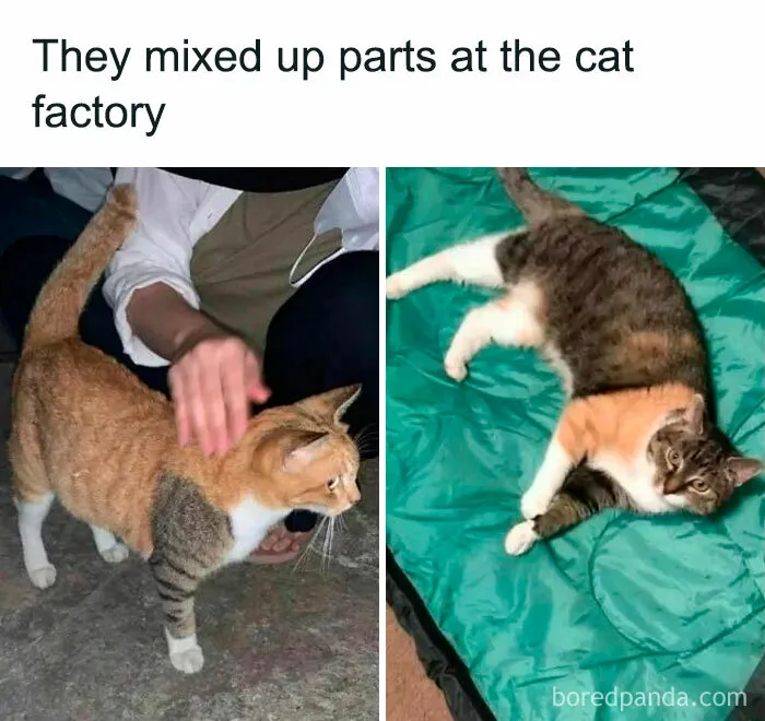 50 Times Cats Proved They’re The Masters Of Meme-Full Moments, As Seen On This IG Page