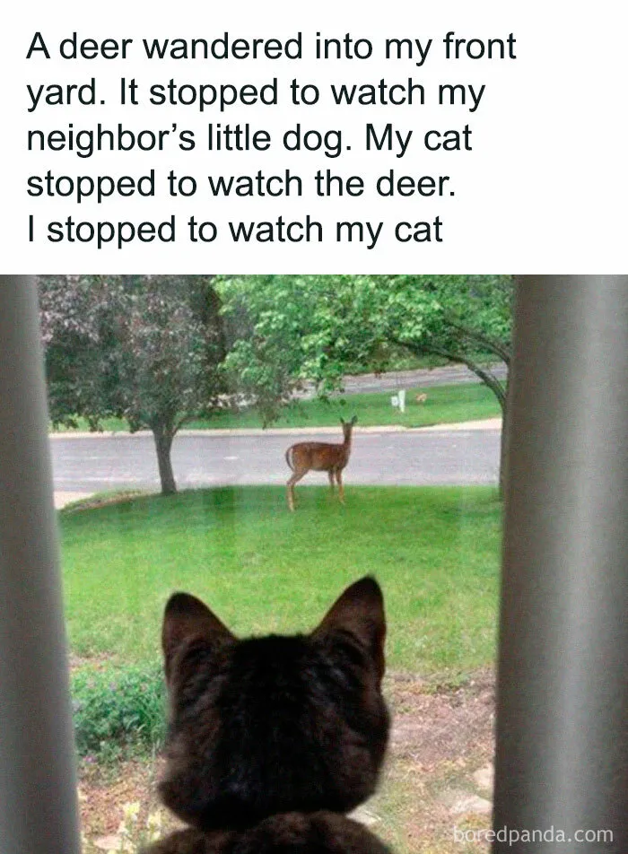 50 Times Cats Proved They’re The Masters Of Meme-Full Moments, As Seen On This IG Page