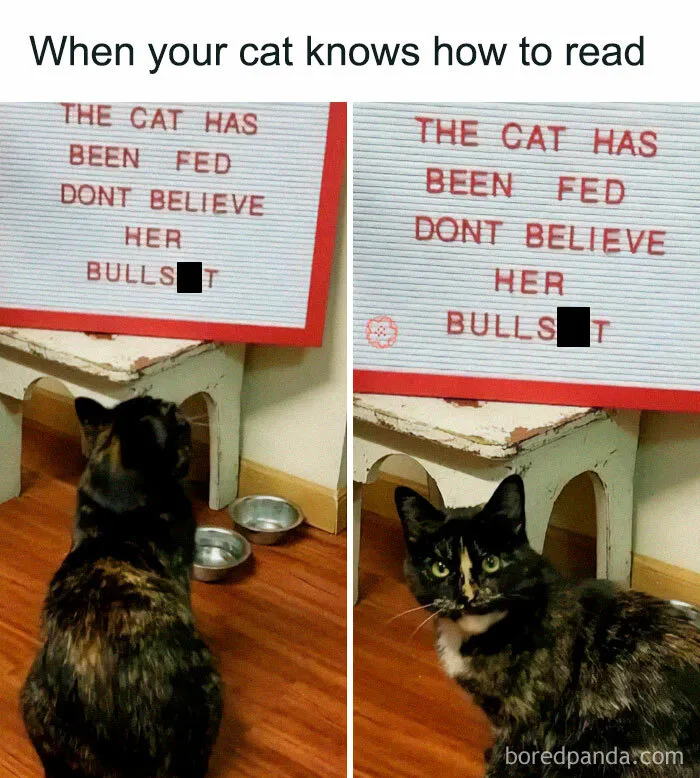 50 Times Cats Proved They’re The Masters Of Meme-Full Moments, As Seen On This IG Page