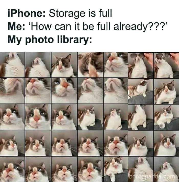 50 Times Cats Proved They’re The Masters Of Meme-Full Moments, As Seen On This IG Page