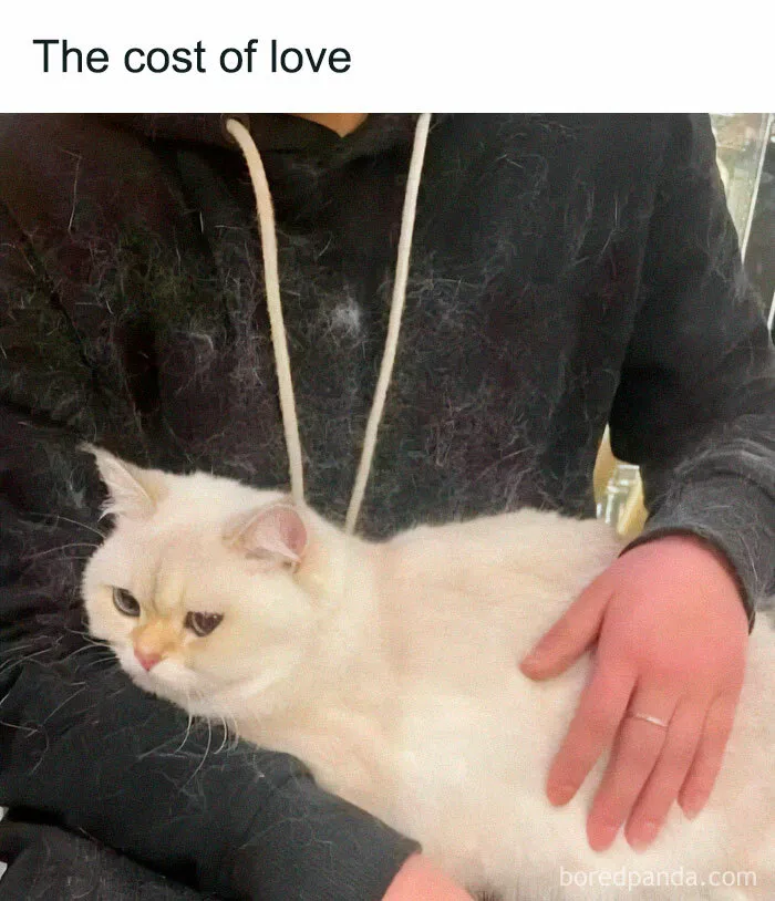 50 Times Cats Proved They’re The Masters Of Meme-Full Moments, As Seen On This IG Page