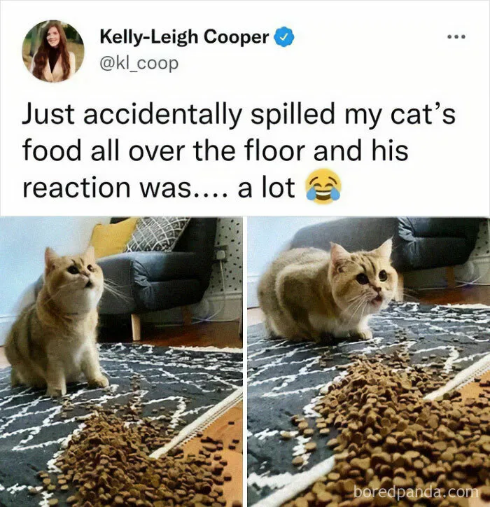 50 Times Cats Proved They’re The Masters Of Meme-Full Moments, As Seen On This IG Page