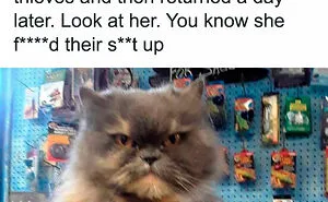 50 Times Cats Proved They’re The Masters Of Meme-Full Moments, As Seen On This IG Page