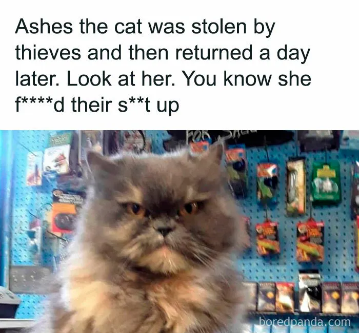 50 Times Cats Proved They’re The Masters Of Meme-Full Moments, As Seen On This IG Page