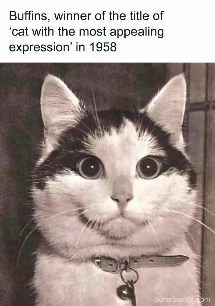 50 Times Cats Proved They’re The Masters Of Meme-Full Moments, As Seen On This IG Page