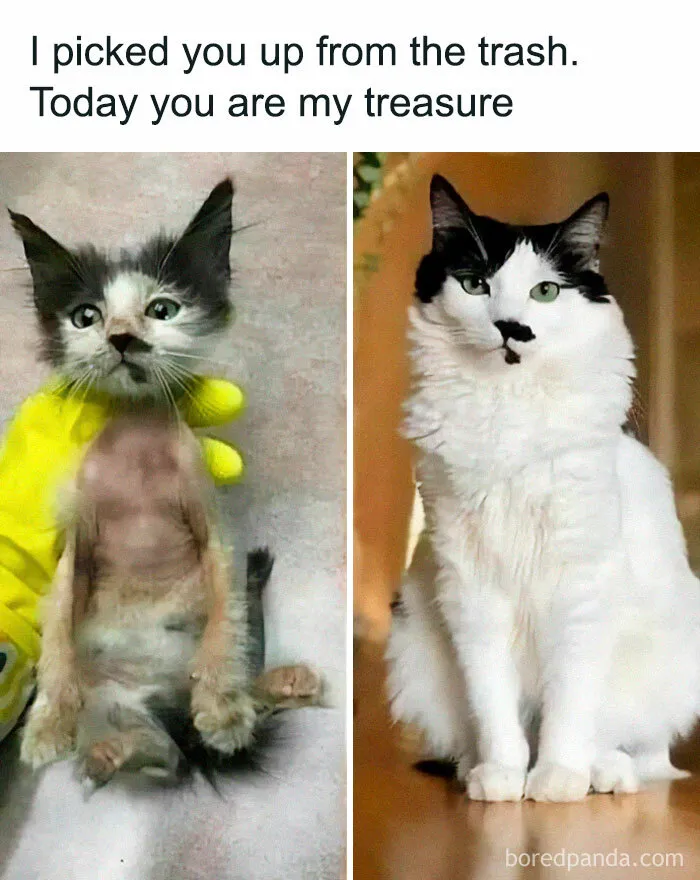 50 Times Cats Proved They’re The Masters Of Meme-Full Moments, As Seen On This IG Page