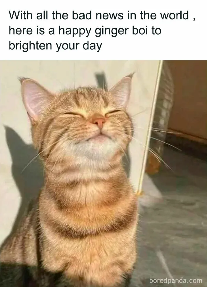 50 Times Cats Proved They’re The Masters Of Meme-Full Moments, As Seen On This IG Page