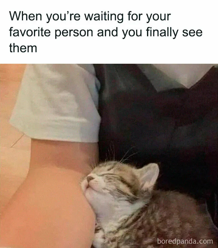50 Times Cats Proved They’re The Masters Of Meme-Full Moments, As Seen On This IG Page