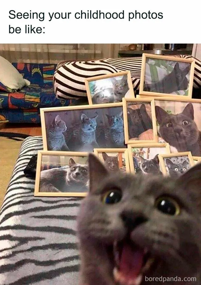 50 Times Cats Proved They’re The Masters Of Meme-Full Moments, As Seen On This IG Page