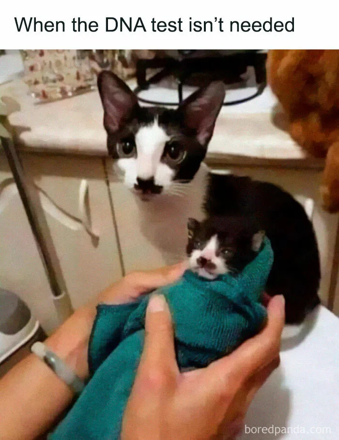 50 Times Cats Proved They’re The Masters Of Meme-Full Moments, As Seen On This IG Page