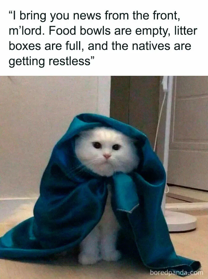 50 Times Cats Proved They’re The Masters Of Meme-Full Moments, As Seen On This IG Page