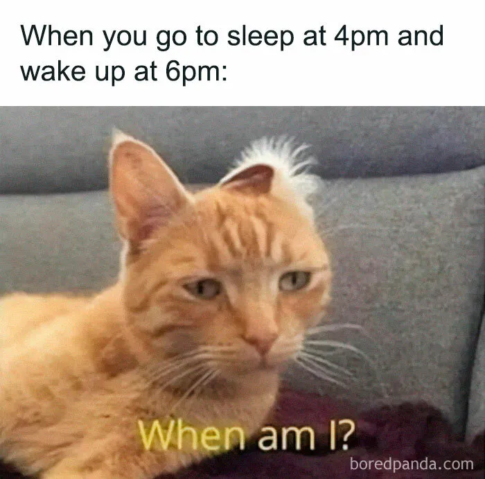 50 Times Cats Proved They’re The Masters Of Meme-Full Moments, As Seen On This IG Page