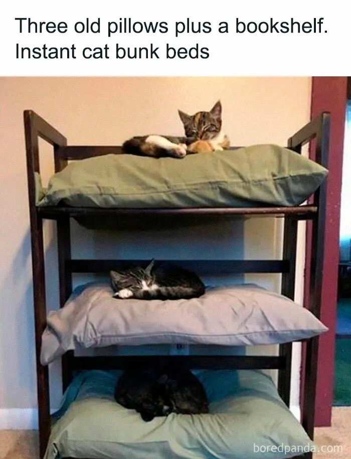 50 Times Cats Proved They’re The Masters Of Meme-Full Moments, As Seen On This IG Page