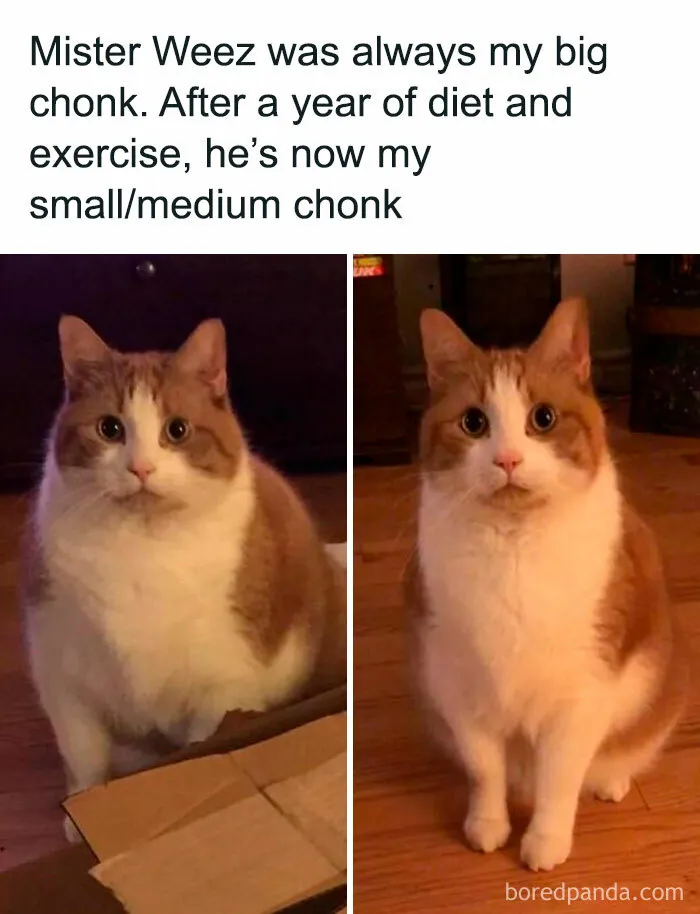 50 Times Cats Proved They’re The Masters Of Meme-Full Moments, As Seen On This IG Page