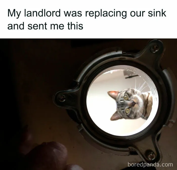 50 Times Cats Proved They’re The Masters Of Meme-Full Moments, As Seen On This IG Page