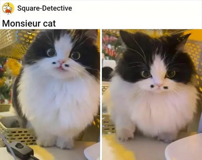 50 Times Cats Proved They’re The Masters Of Meme-Full Moments, As Seen On This IG Page