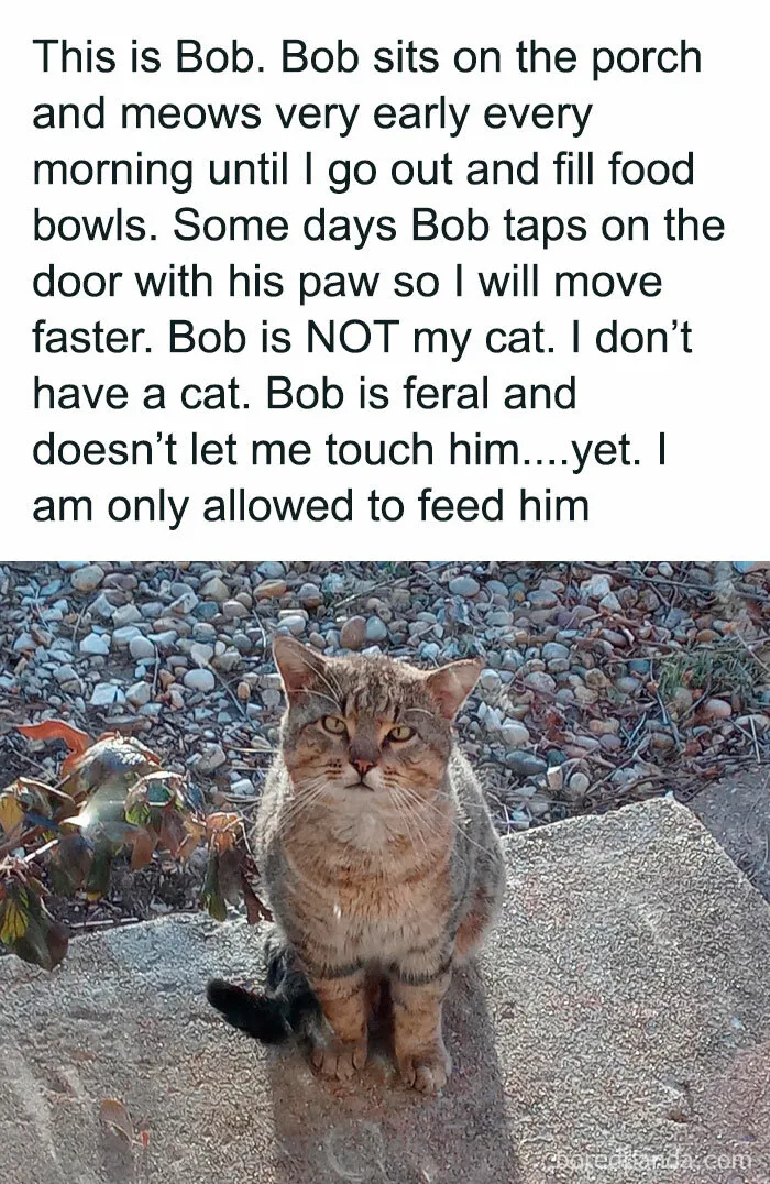 50 Times Cats Proved They’re The Masters Of Meme-Full Moments, As Seen On This IG Page
