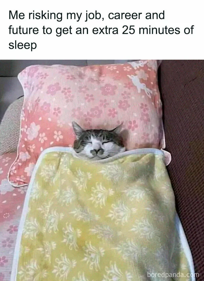 50 Times Cats Proved They’re The Masters Of Meme-Full Moments, As Seen On This IG Page
