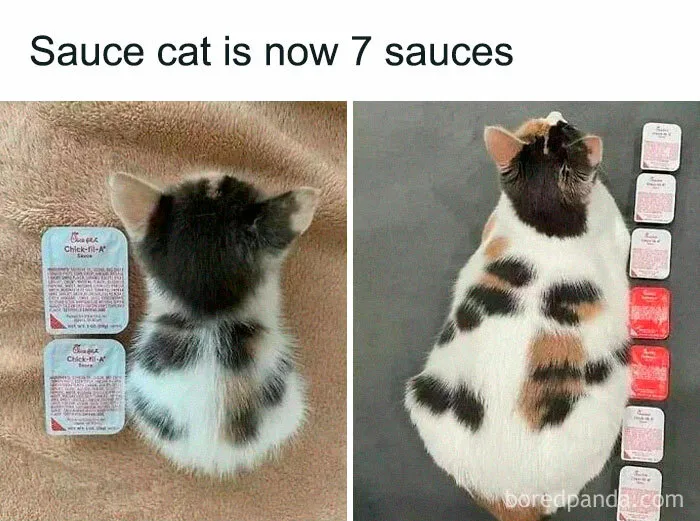 50 Times Cats Proved They’re The Masters Of Meme-Full Moments, As Seen On This IG Page