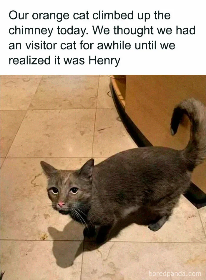 50 Times Cats Proved They’re The Masters Of Meme-Full Moments, As Seen On This IG Page
