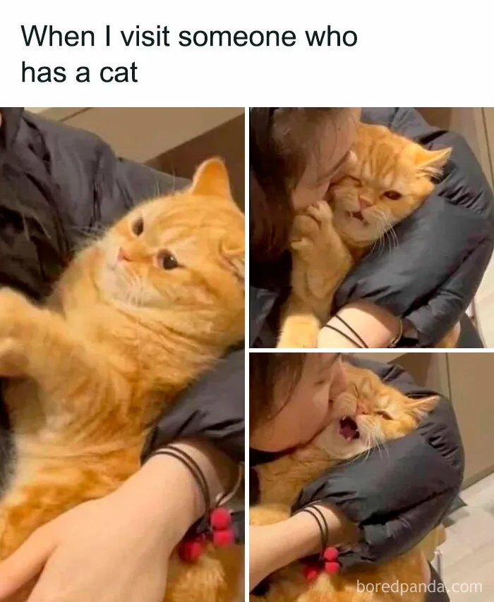 50 Times Cats Proved They’re The Masters Of Meme-Full Moments, As Seen On This IG Page