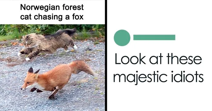 50 Times Cats Proved They’re The Masters Of Meme-Full Moments, As Seen On This IG Page