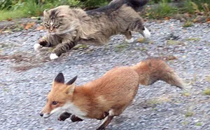 50 Times Cats Proved They’re The Masters Of Meme-Full Moments, As Seen On This IG Page