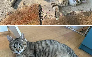 50 Of The Most Adorable Photos Of Pregnant Animals (New Pics)