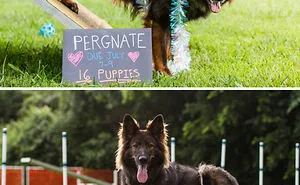 50 Of The Most Adorable Photos Of Pregnant Animals (New Pics)
