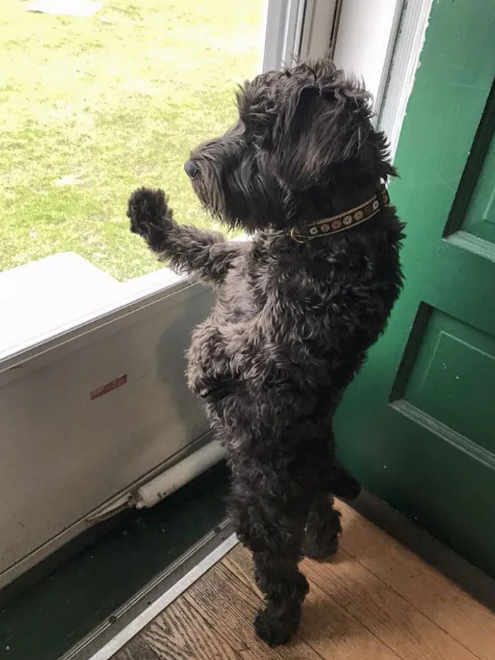 Pregnant Doggo Waits By The Window For Her Husband To Return Home From The War