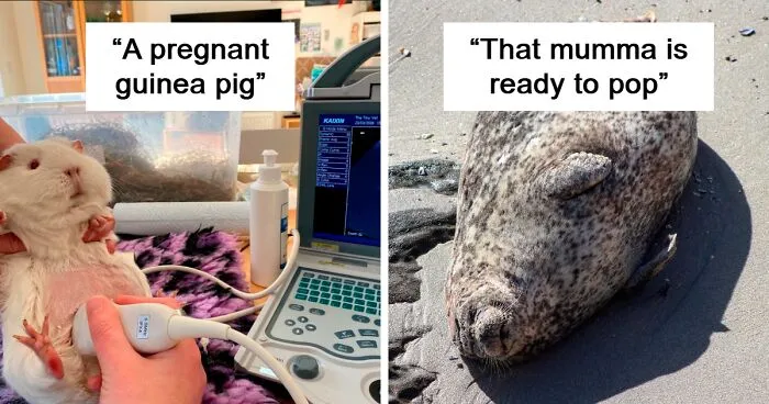 50 Of The Most Adorable Photos Of Pregnant Animals (New Pics)