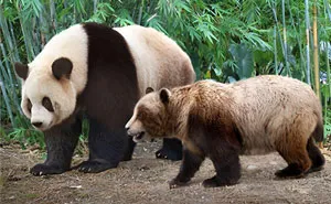 This Artist Compares The Sizes Of Extinct Species With Their Modern Relatives By Placing Them Side By Side (20 New Pics)