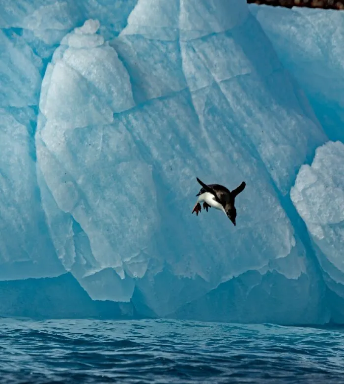 Adelie Diving By Neal Weisenberg