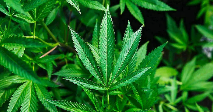Man Tries To Incriminate Wife With Illegal Substances—It Backfires And He’s Arrested Instead