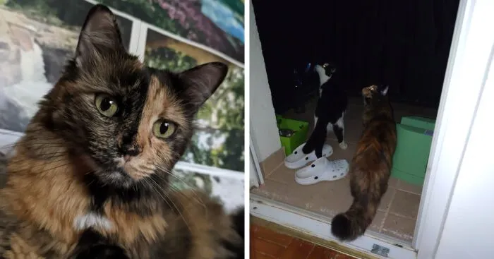 Hey Pandas, Post A Pic Of Your Cat To Celebrate International Cat Day (Closed)