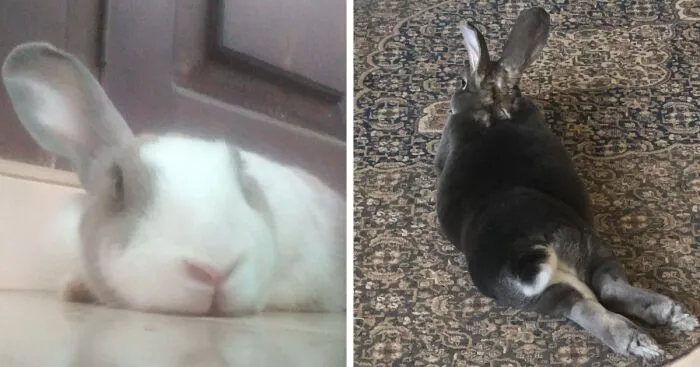 Hey Pandas, Share Pictures Of Your Bunnies (Closed)