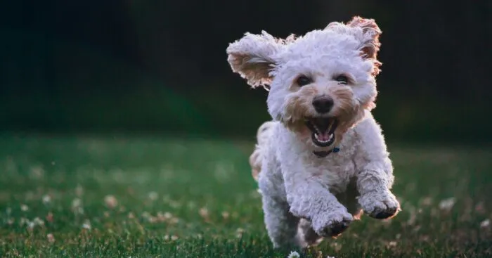 Hey Pandas, Post The Cutest Pic Of Your Pet (Closed)