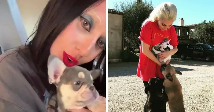 Lady Gaga Introduces New Pup Three Years After "Violent" Dognapping Horror