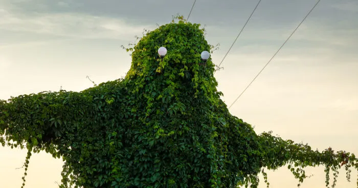 I Took Pictures Of A Mysterious Creature From The Opole Province