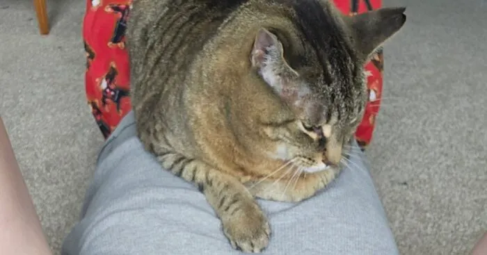 Hey Pandas, Show Us Examples Of Your Pet Helping You Feel Better From An Injury Or Illness (Closed)