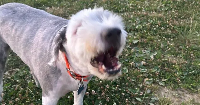 Hey Pandas, Post The Most Terrible Picture Of Your Pet (Closed)