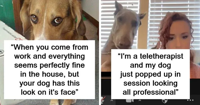 50 Of The Most Hilarious, Cute And Wholesome Posts On X About Dogs