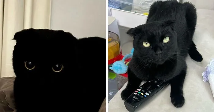 Say Hello To MeonJi, The Black Cat Whose Adorable Pics Are Spreading Joy (22 New Pics)