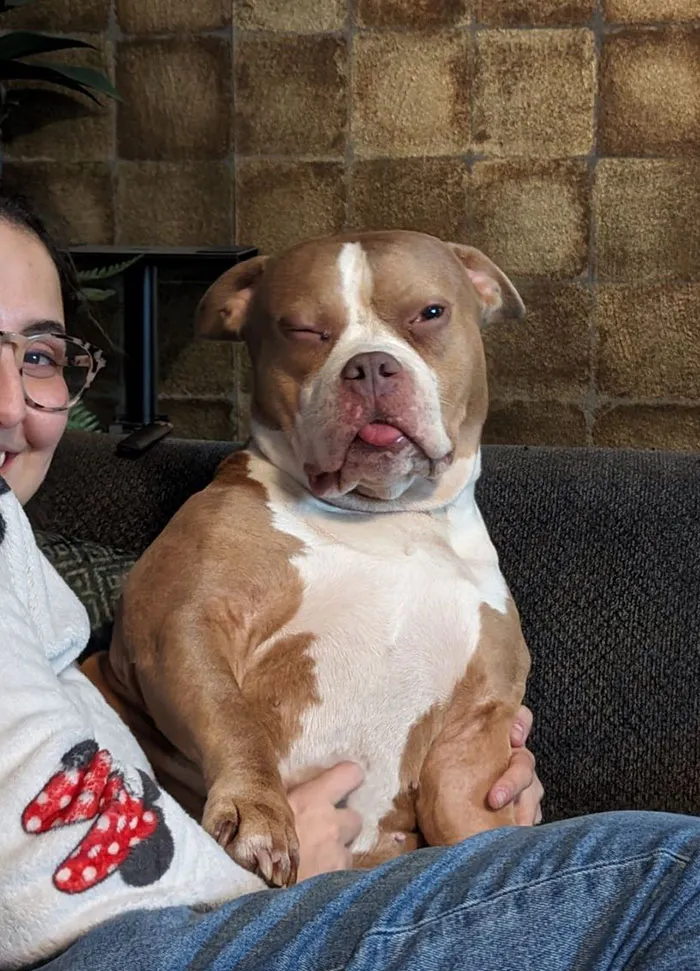 Funny animal expression with a brown and white dog winking and sticking out its tongue, sitting on a couch.