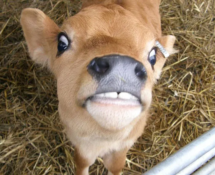 Funny animal expression of a calf making a quirky face on straw background.